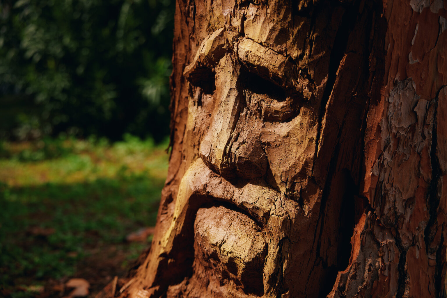 A Roma è sbocciato l’Albero Deku della serie di The Legend of Zelda albero deku